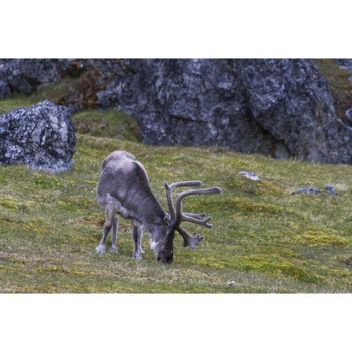 Norway, Prins Karls Forland Reindeer grazing